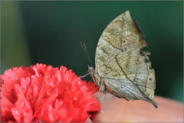 <p>Kallima inachus (motýlí dům Jonsdorf, Německo</p>